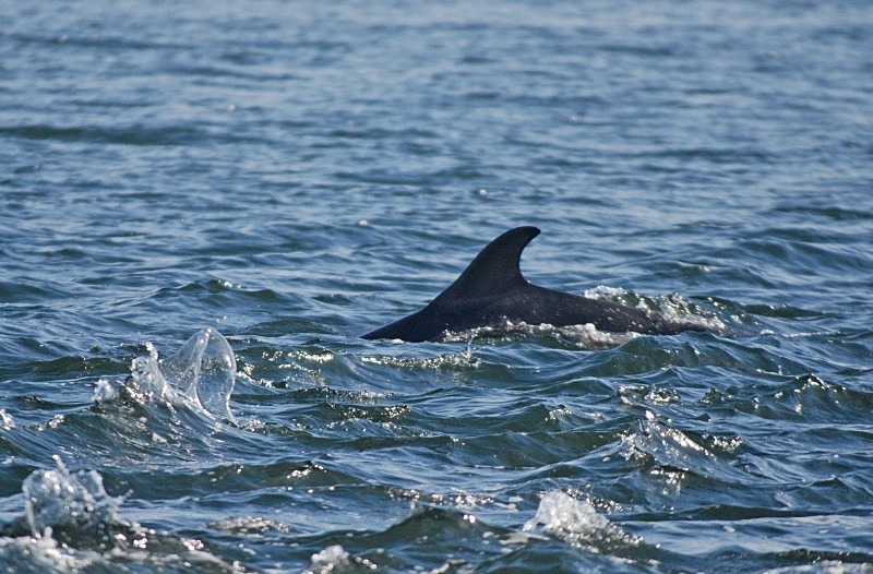 Bottlenose Dolphin - Whales and dolphins