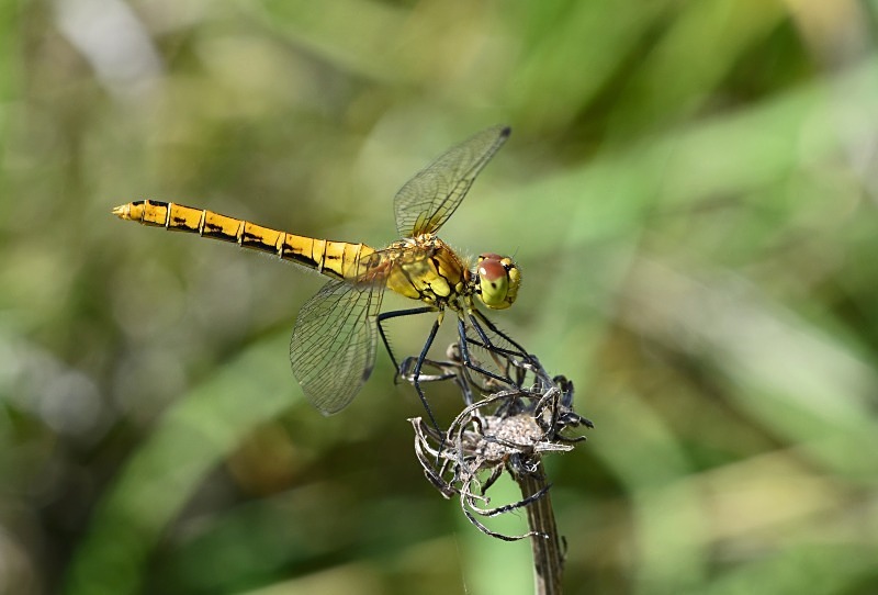 Ruddy Darter - Dragonflies and damselflies