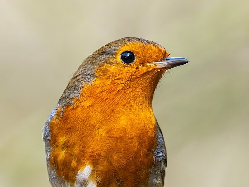 Robin - Robins