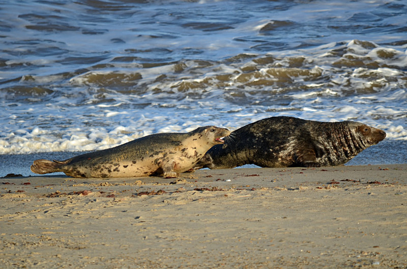 Atlantic Grey Seal - Atlantic Grey Seals