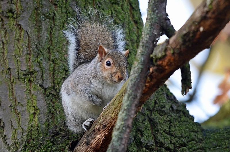 Grey Squirrel