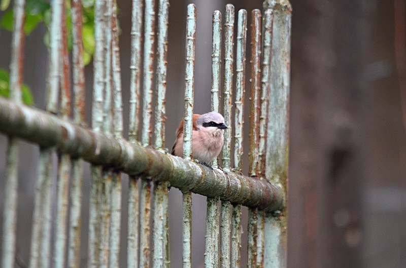 Red-backed Shrike - North east Poland - May 2013