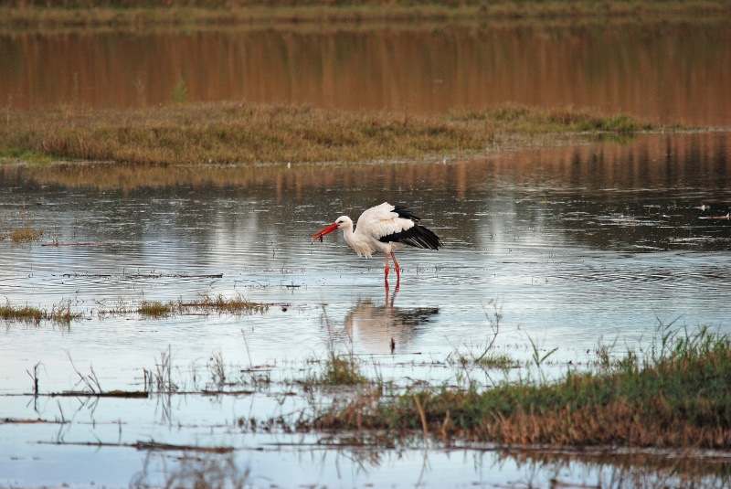 White Stork - Catalunya