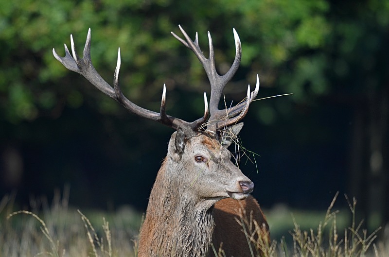Red Deer - Red Deer