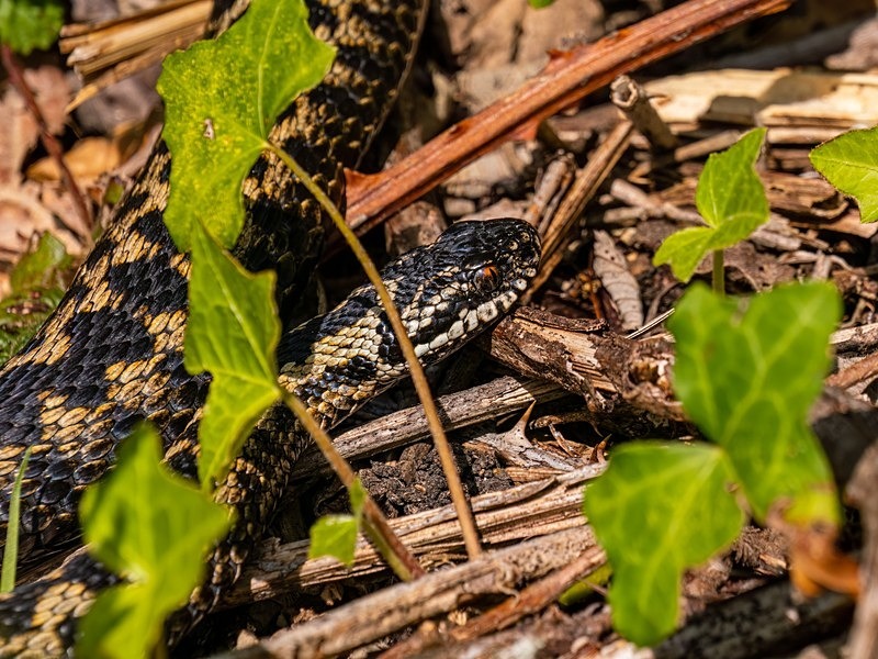 Adder - Snakes