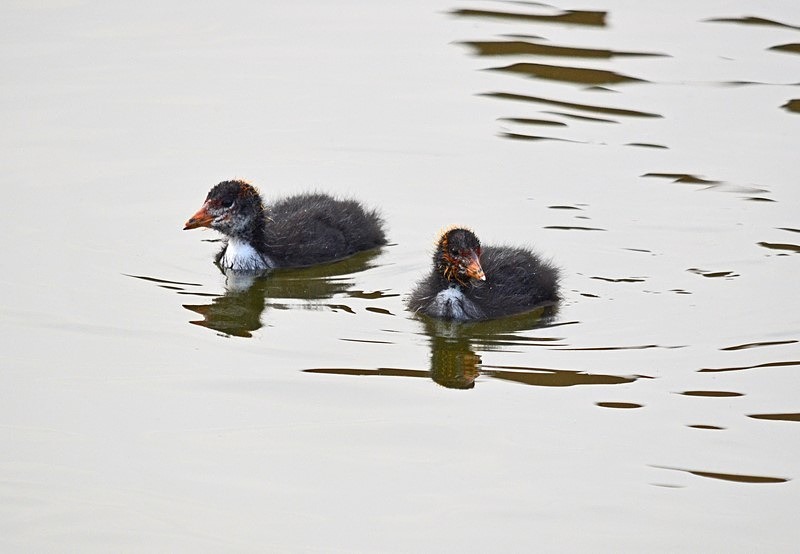 Coot juveniles - Crakes and rails