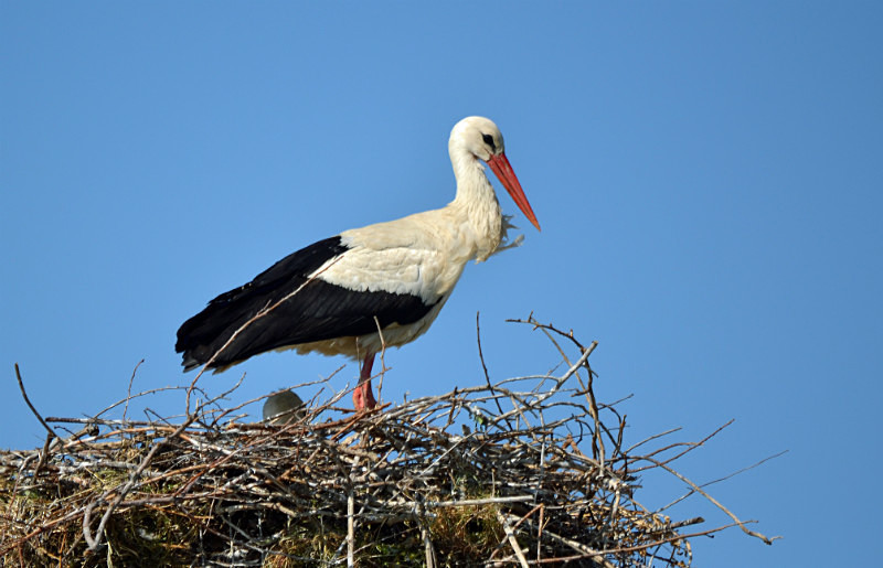 White Stork - East Macedonia and Thrace