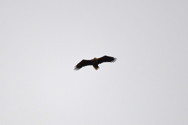 White-tailed Eagle - Birds of prey