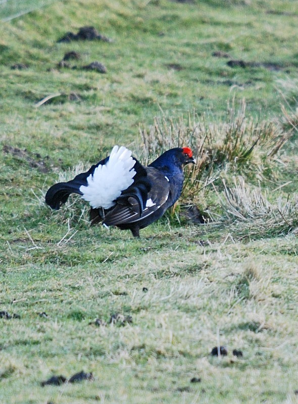 Black Grouse - Game birds