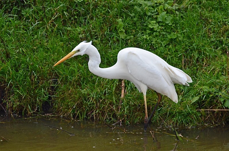 Great White Egret - Netherlands - December 2019