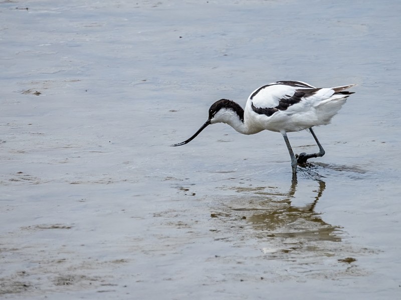 Avocet - Avocets and stilts