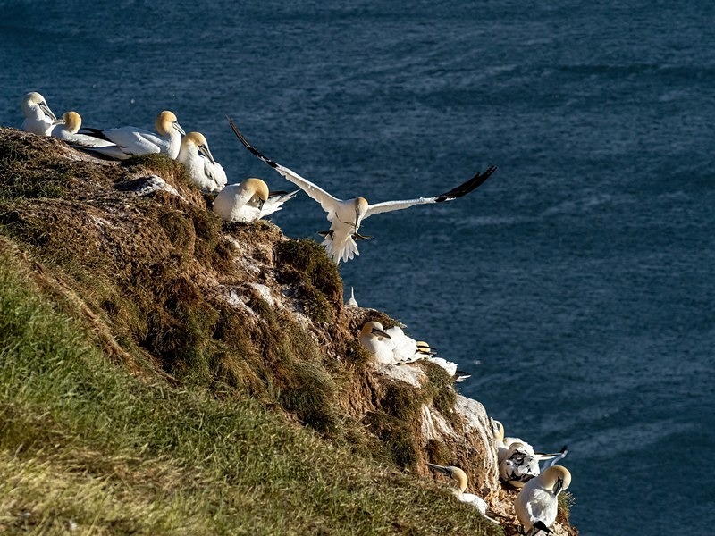 Gannets - Gannets