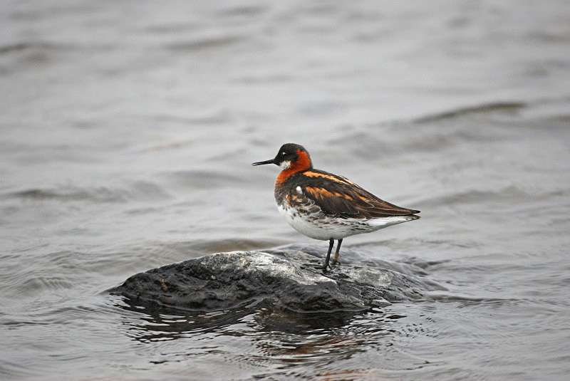 Red-necked Phalarope - Phalaropes