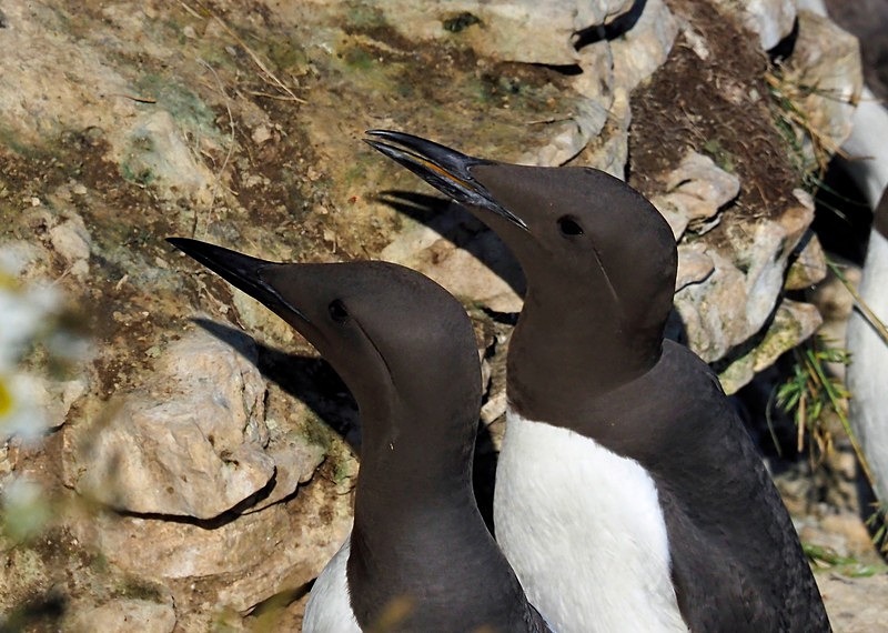 Common Guillemot - Auks