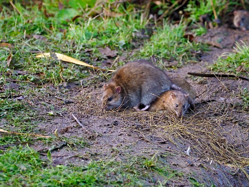 Brown Rats - Other mammals