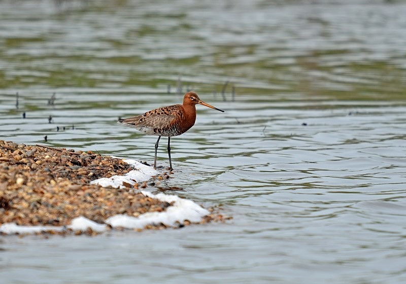 Black-tailed Godwit - Sandpipers