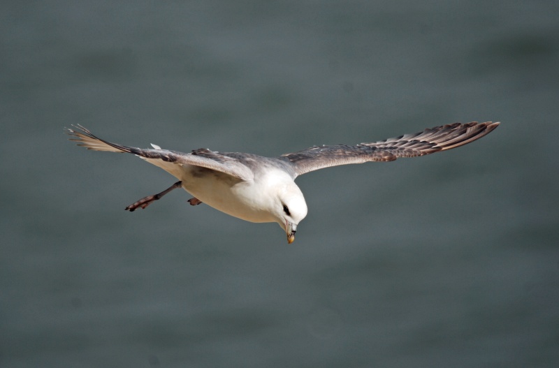 Fulmar - Fulmars