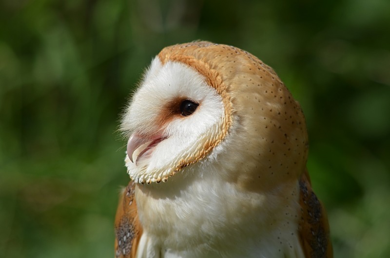 Barn Owl - Barn Owl