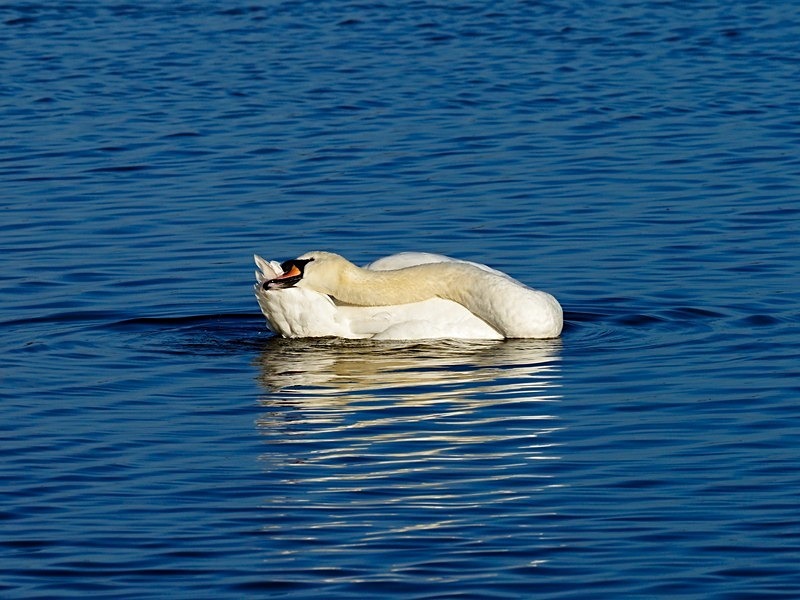 Mute Swan - Mute Swans