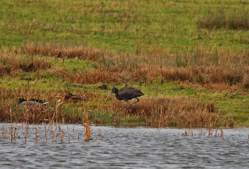 Glossy Ibis - Ibises