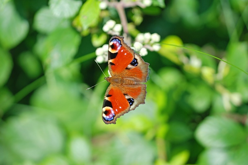 Peacock - Butterflies