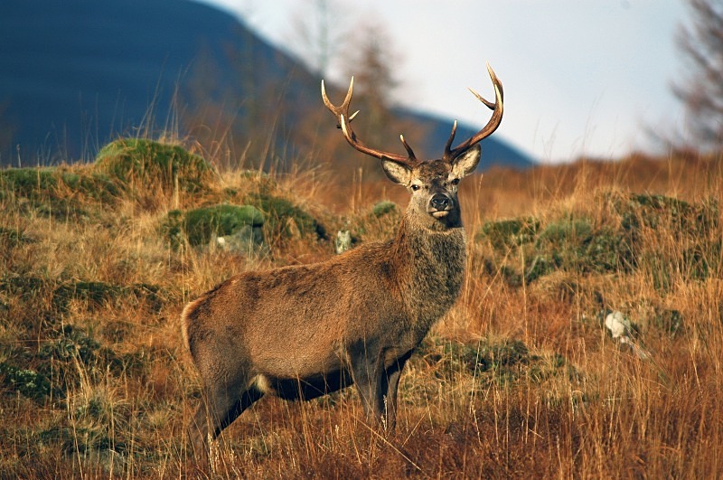 Red Deer - Red Deer
