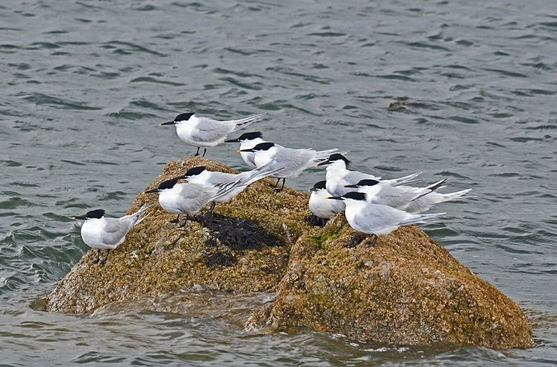 Sandwich Terns - Terns