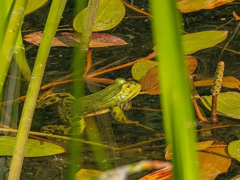Edible Frog - Frogs and toads