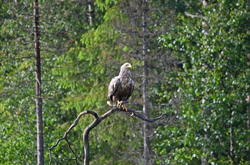 White-tailed Eagle - North Finland - part 2