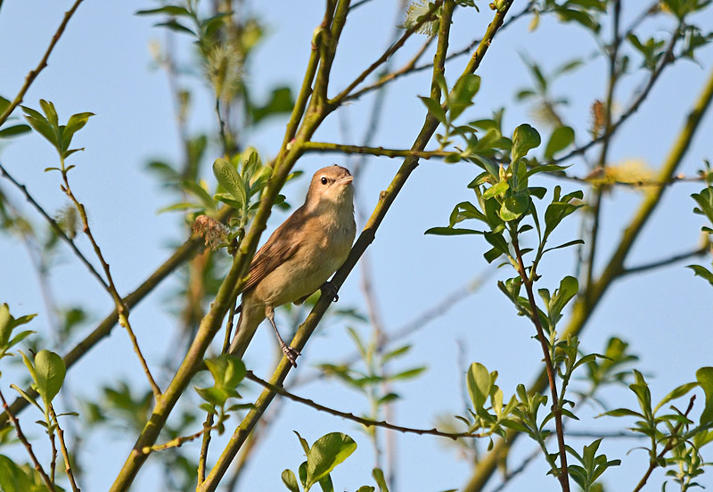 Garden Warbler - Warblers