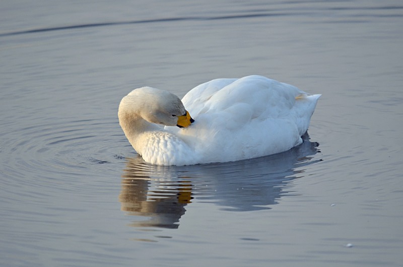 Whooper Swan - Whooper and Bewick's Swans