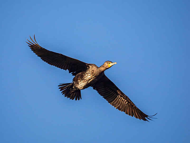 Cormorant - Latest photos