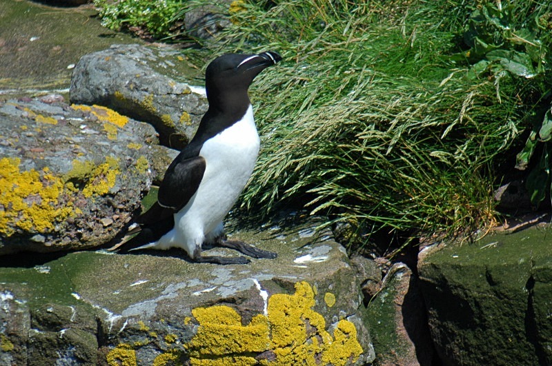 Razorbill - Auks