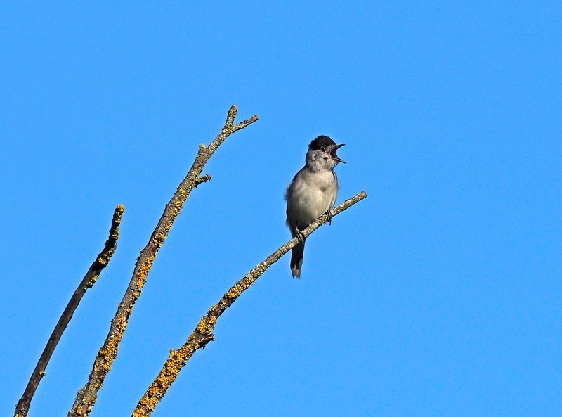 Blackcap - Warblers