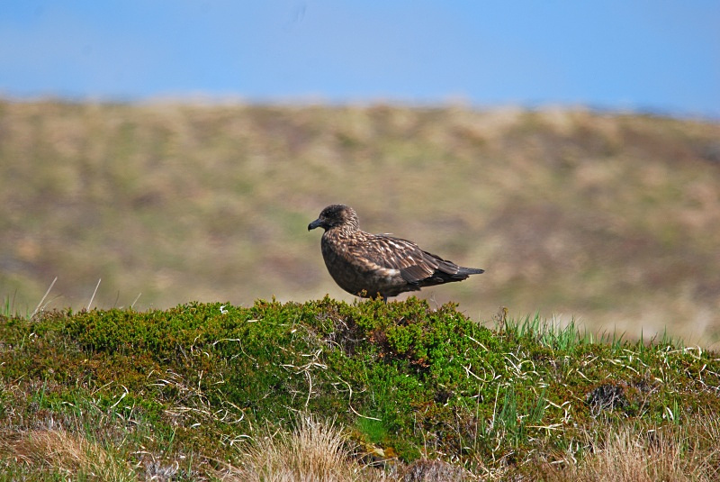 Great Skua - Skuas and shearwaters