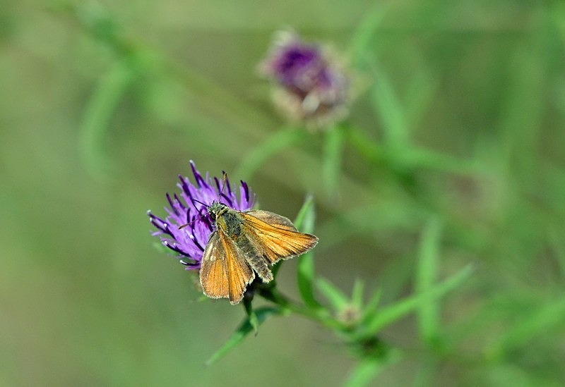Small Skipper - Butterflies