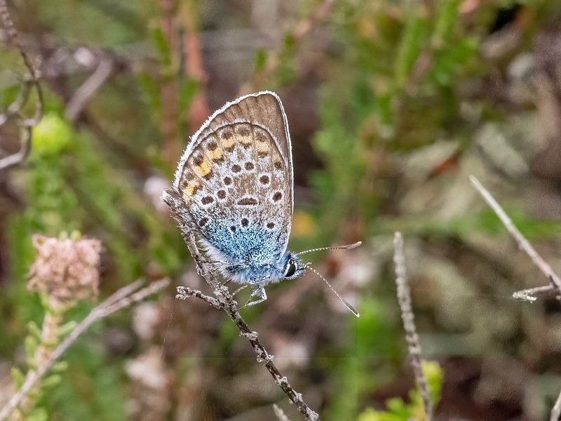Silver-studded Blue - Butterflies