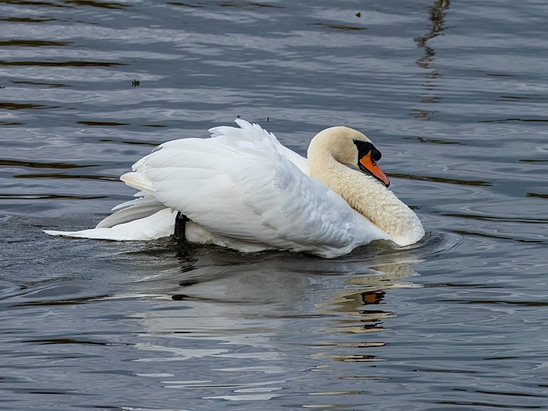 Mute Swan - Mute Swans