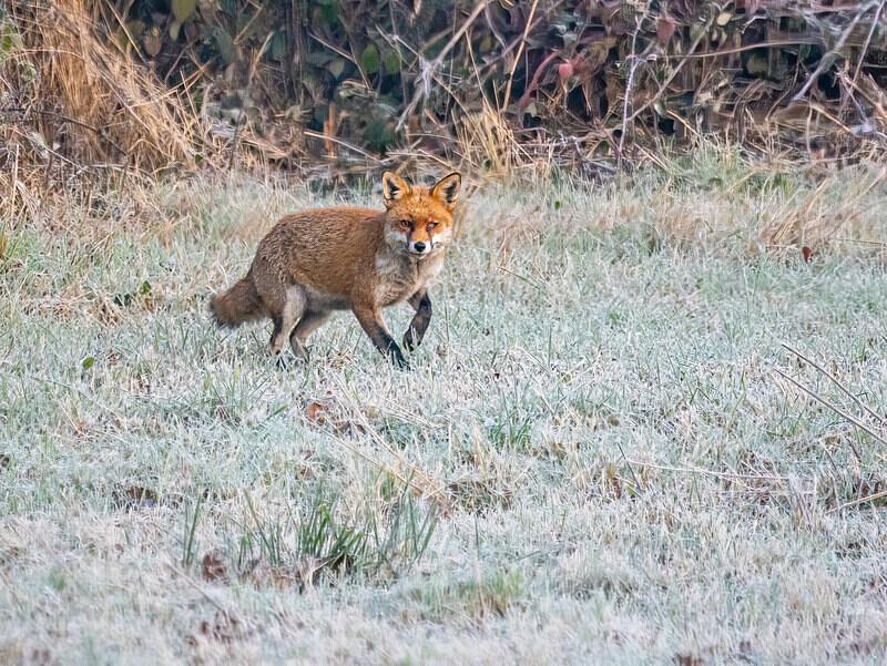 Red Fox - Latest photos