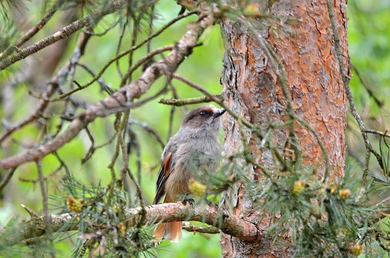 Siberian Jay - North Finland - part 1