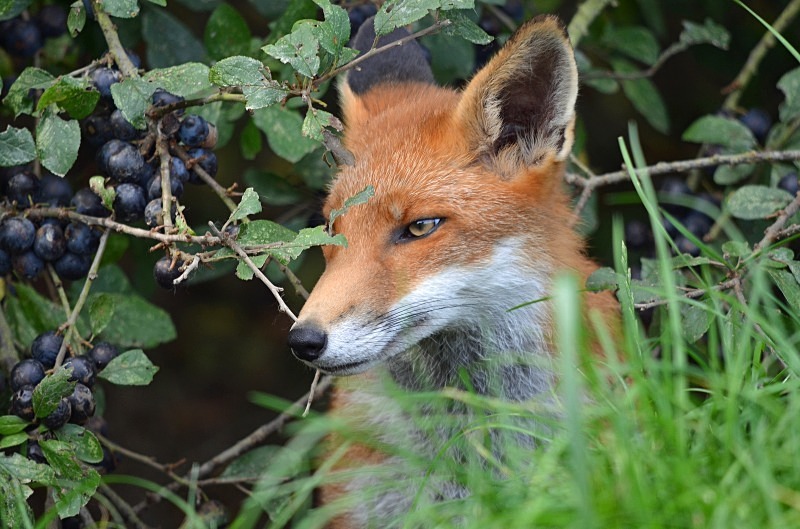Red Fox - Red Fox