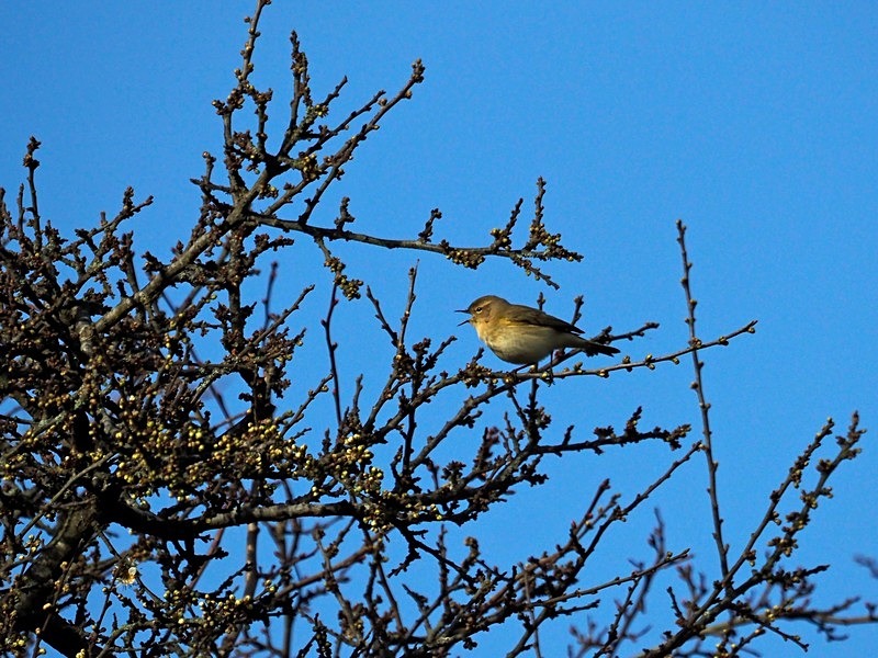 Chiffchaff - Warblers