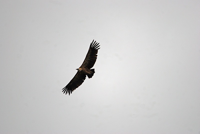 Griffon Vulture - South and north west Spain - September 2010