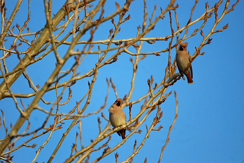 Waxwings - Waxwings