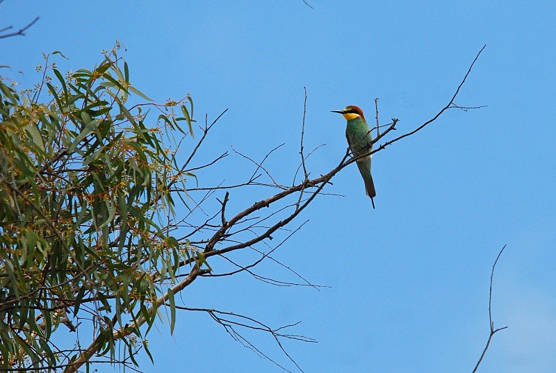European Bee-eater - South and north west Spain - September 2010