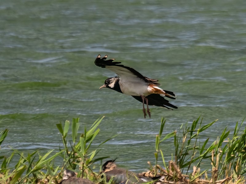 Lapwing - Plovers
