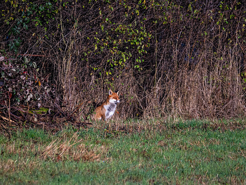 Red Fox - Latest photos