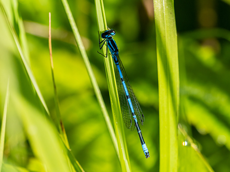 Azure Damselfly - Latest photos