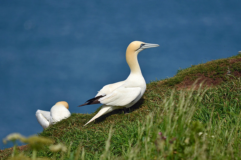 Gannet - Gannets