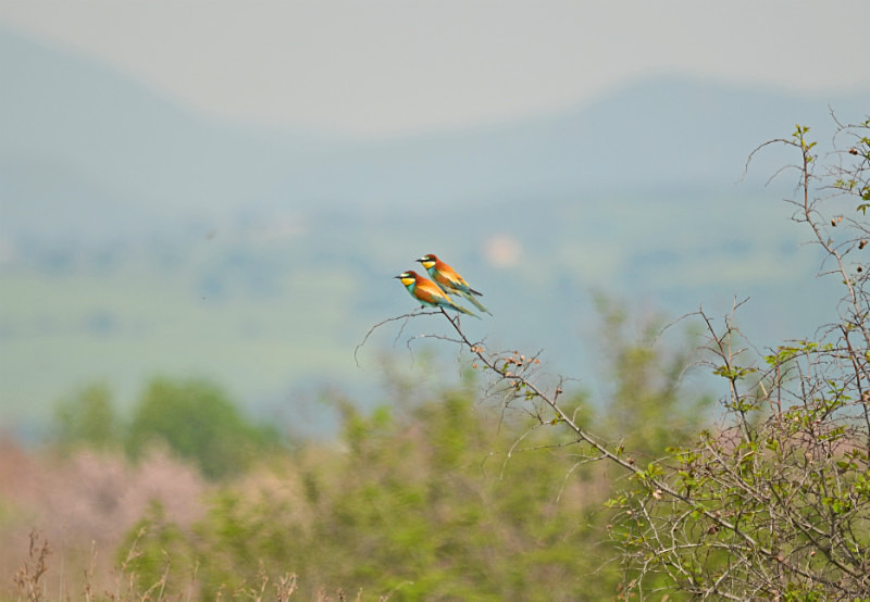 European Bee-eaters - East Macedonia and Thrace